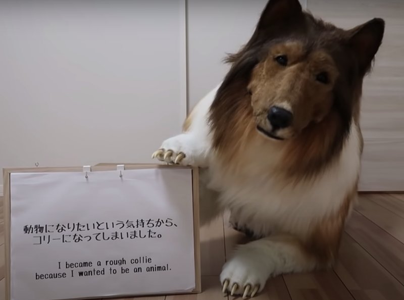 Toco lever sin dröm som hund.  Toco lever sin dröm som hund.